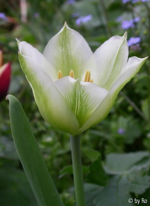 Spring Green