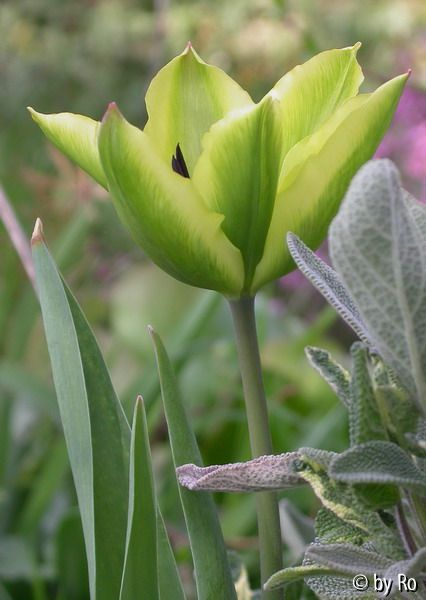 Yellow Springgreen