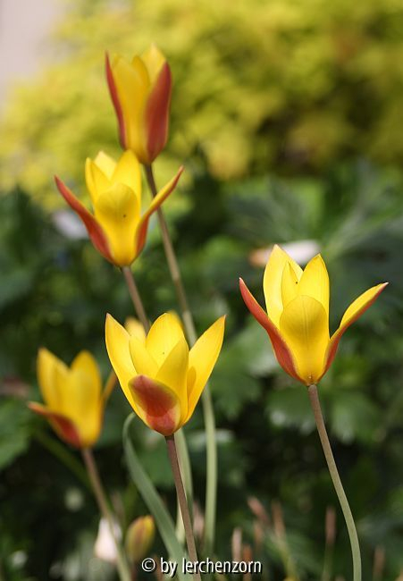 Damen-Tulpe (Tulipa clusiana chrysantha)