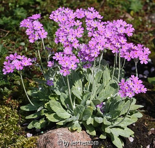2010 Balkan-Mehlprimel (Primula frondosa)