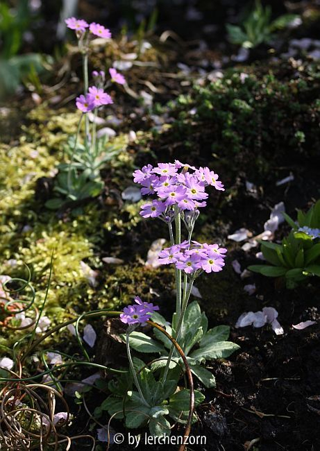 2010 Balkan-Mehlprimel (Primula frondosa)