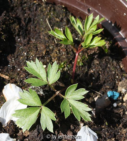 Weiße Küchenschelle (Pulsatilla alpina), vorjähriger Sämling