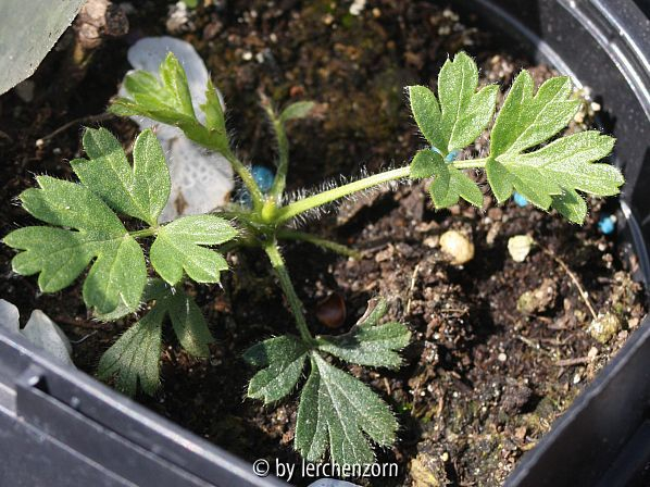 Frühlings-Küchenschelle (Pulsatilla vernalis), vorjähriger Sämling