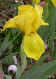 Brassie 2010