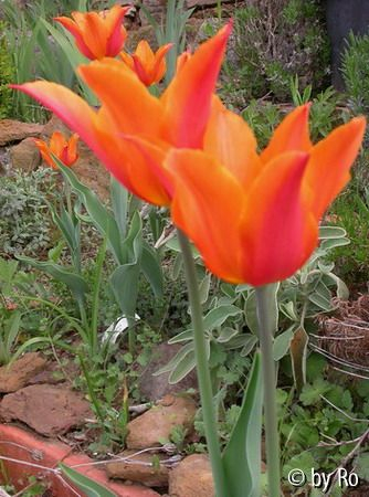orange Lilienblütige