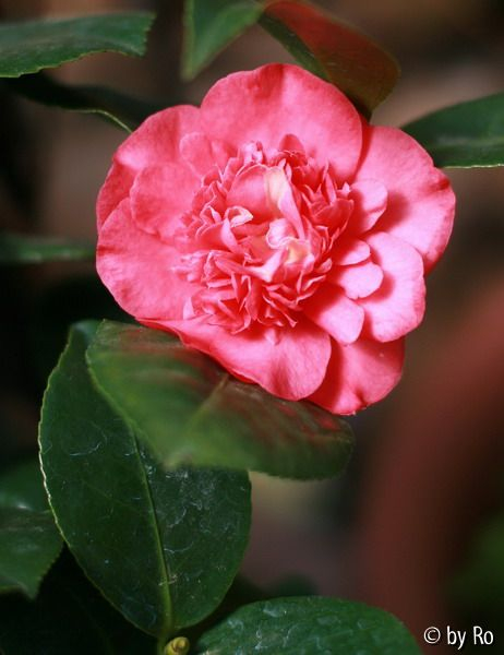 Kamelienblüte rot