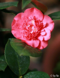 Kamelienblüte rot