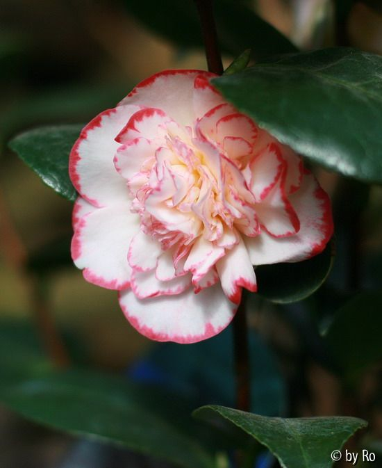 kamelienblüte rot-weiß