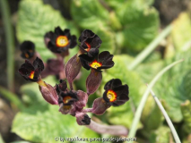 Primula dunkel