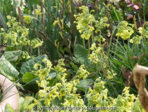 Schlüsselblume-Primula veris
