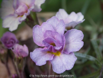 Primula acaulis