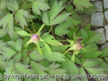 Frühlingsrausch _9.JPG