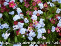 Frühlingsrausch _4.JPG
