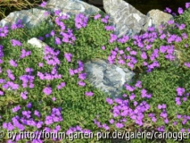 Frühlingsrausch _13.JPG