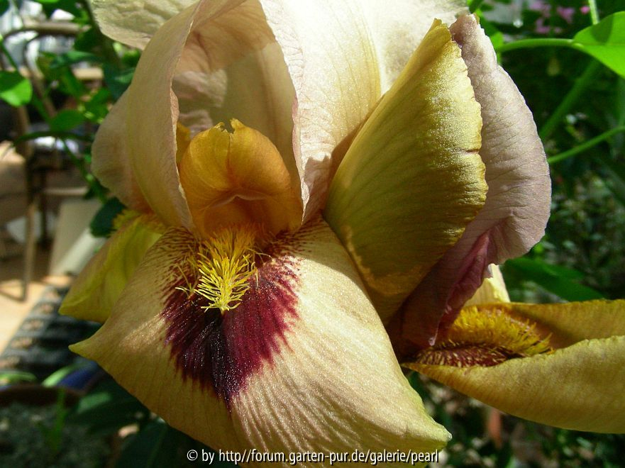 Iridescent Orange vielleicht
