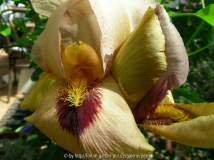 Iridescent Orange vielleicht