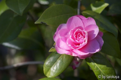 waterlily