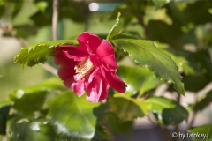 holly bright10