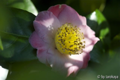 goshozakura10/2