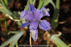 Iris unbekannt