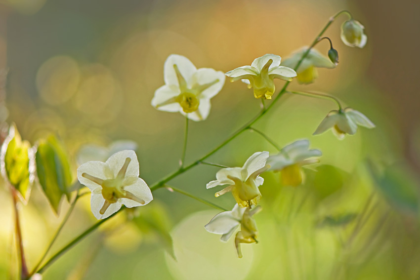 Epimedium versicolor ´Sulphureum´