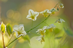 Epimedium versicolor ´Sulphureum´