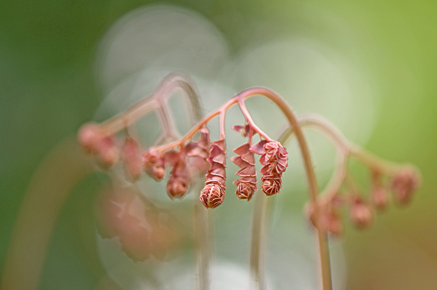 Adiantum aleuticum ´Japonicum´