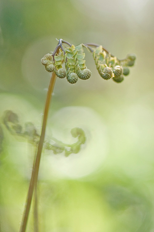 Adiantum pedatum