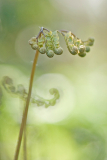 Adiantum pedatum