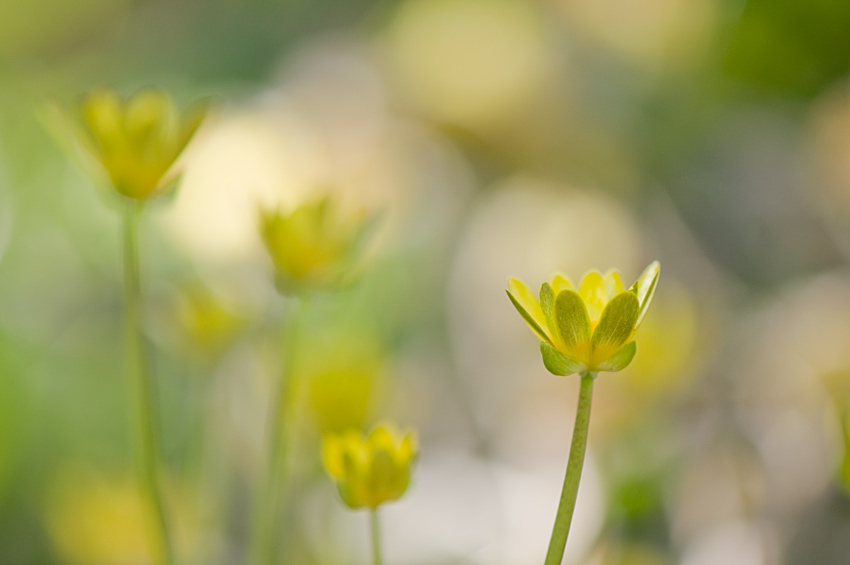Ranunculus ficaria ´Brazen Hussy´