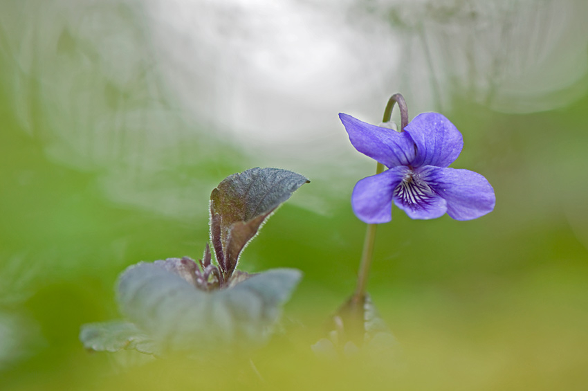 Viola labradorica