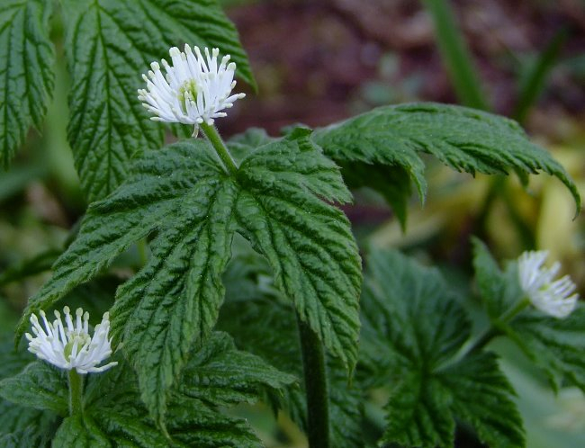 Hydrastis canadensis