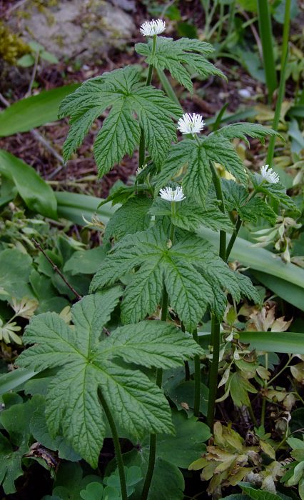 Hydrastis canadensis