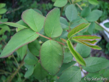 Erinnerung an Brod-2010-04-30 008