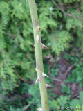 Erinnerung an Brod-2010-04-30 010
