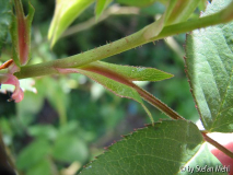 Erinnerung an Brod-2010-04-30 011