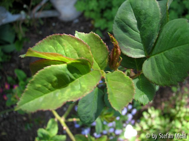 Souv_ du Dr_ Jamain-2010-04-30-001