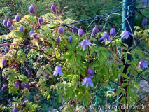 Clematis macropetala "Maidwell Hall