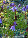 Clematis macropetala "Maidwell Hall
