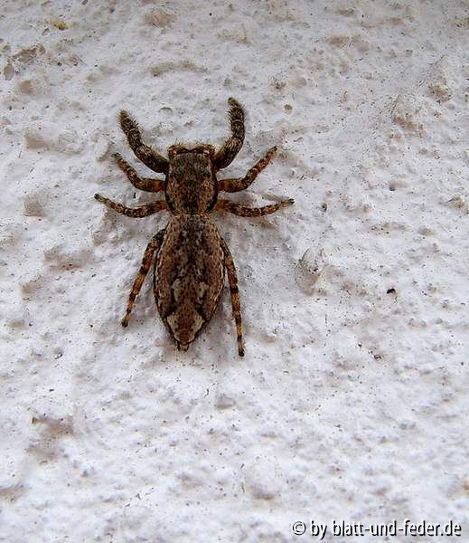 Rindenspringspinne Marpissa muscosa
