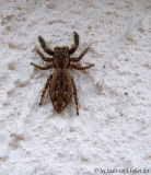 Rindenspringspinne Marpissa muscosa