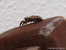 Rindenspringspinne Marpissa muscosa