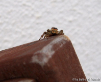 Rindenspringspinne Marpissa muscosa
