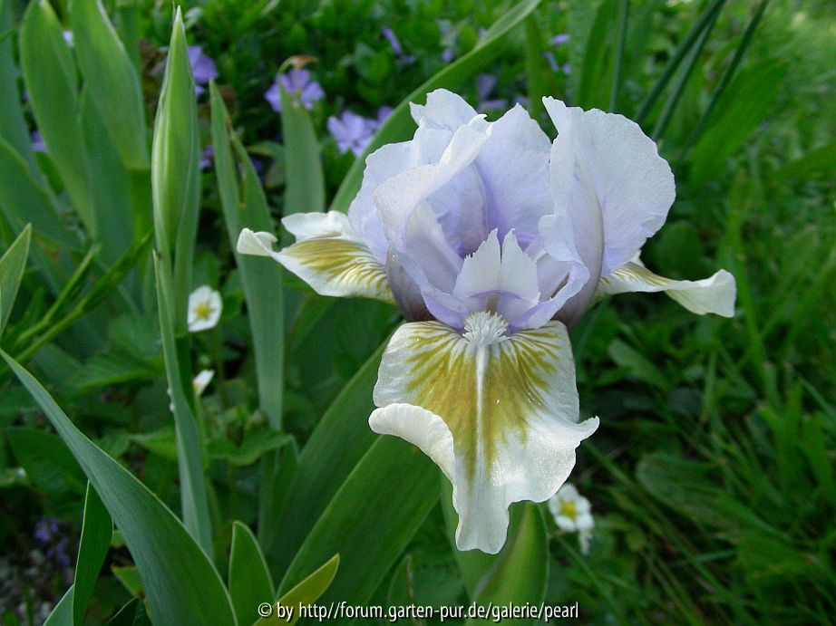Alsterquelle mit Erdbeere und Vinca