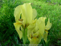 Iris lutescens Hüllblätter