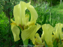 Iris lutescens n