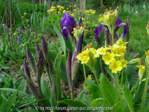 Iris aphylla mit Primula veris