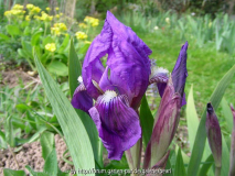 Iris aphylla