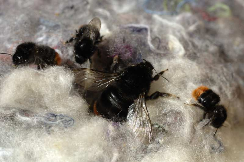 Steinhummel