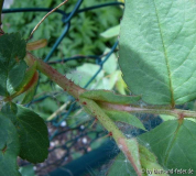 Stipula